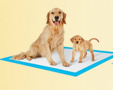 FREE Sample of Petsworld Dog Training & Potty Pads