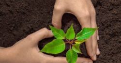 FREE Plantable Seed Paper Heart